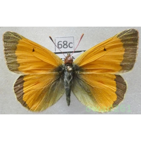 Colias hecla sulitelma Aurivillius, 1890 male Finland68c